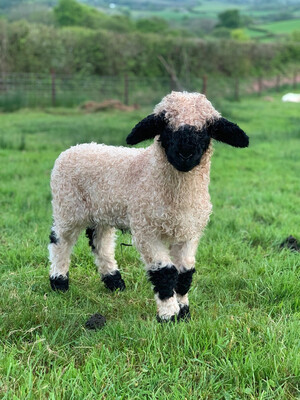 cool sheep